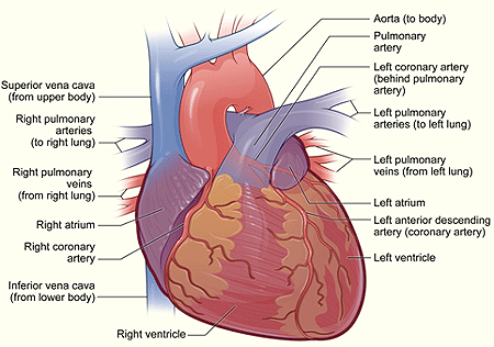 hhw_1 Heart Exterior